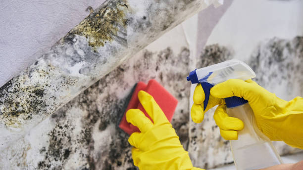 Why You Should Choose Our Mold Remediation Services in Penhook, VA